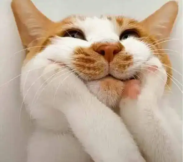 meme mèo cười