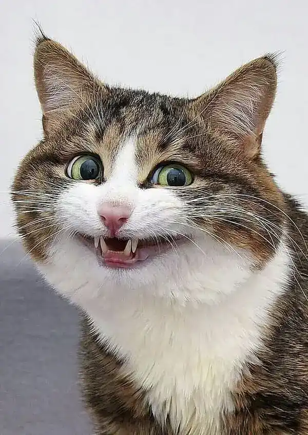 meme mèo cười