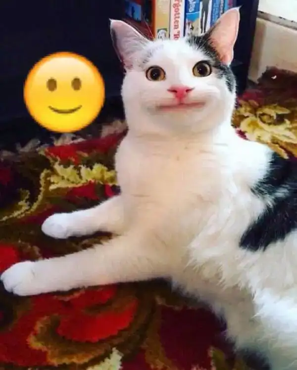 meme mèo cười