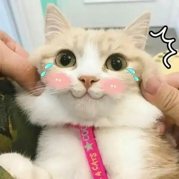meme mèo cười