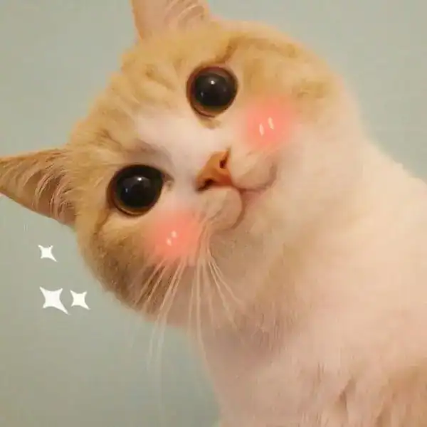 meme mèo cười