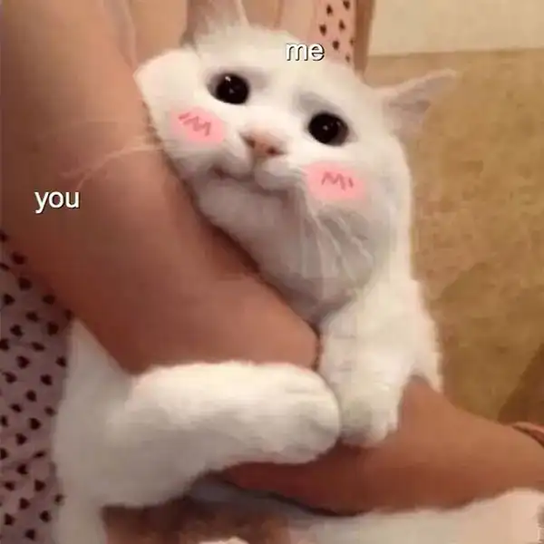 meme mèo cười