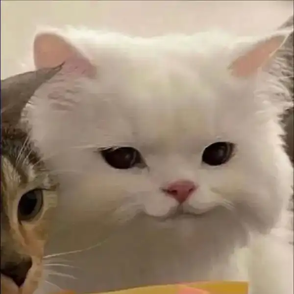 meme mèo cười