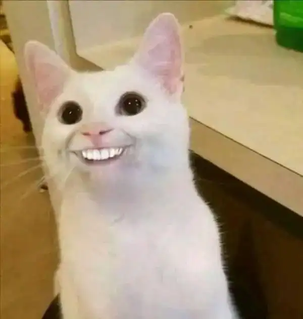 meme mèo cười