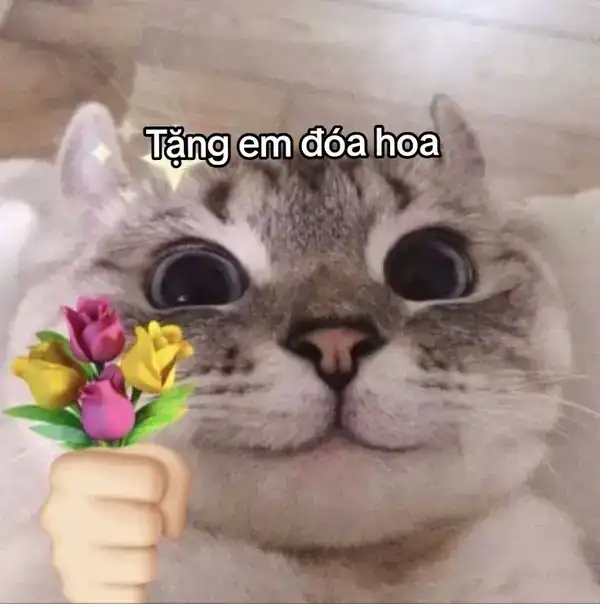 meme mèo cười