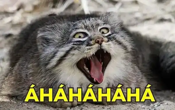 meme mèo cười
