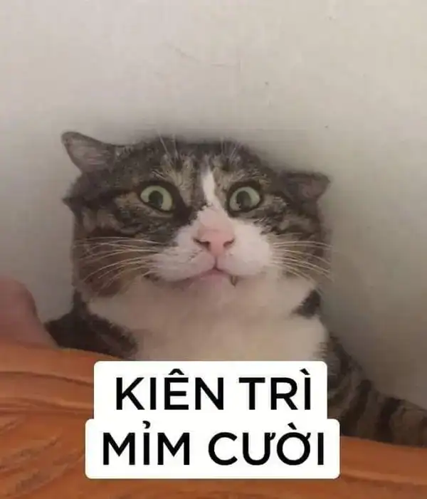 meme mèo cười