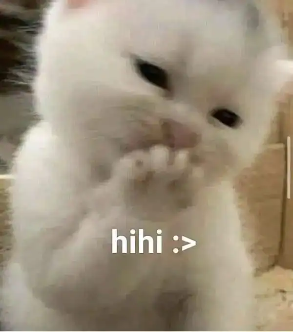meme mèo cười