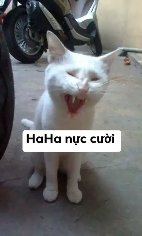 meme mèo cười