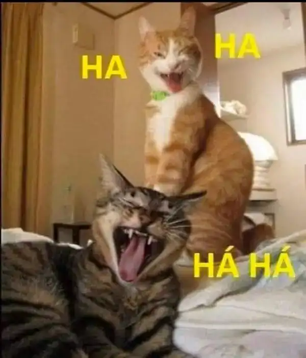 meme mèo cười