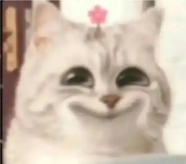 meme mèo cười