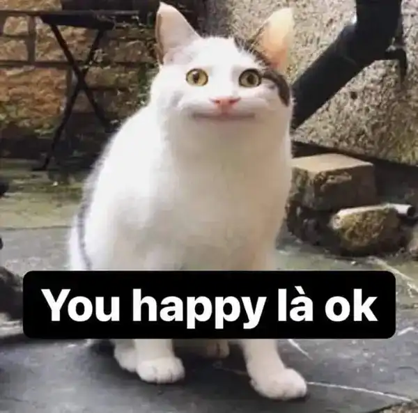 meme mèo cười