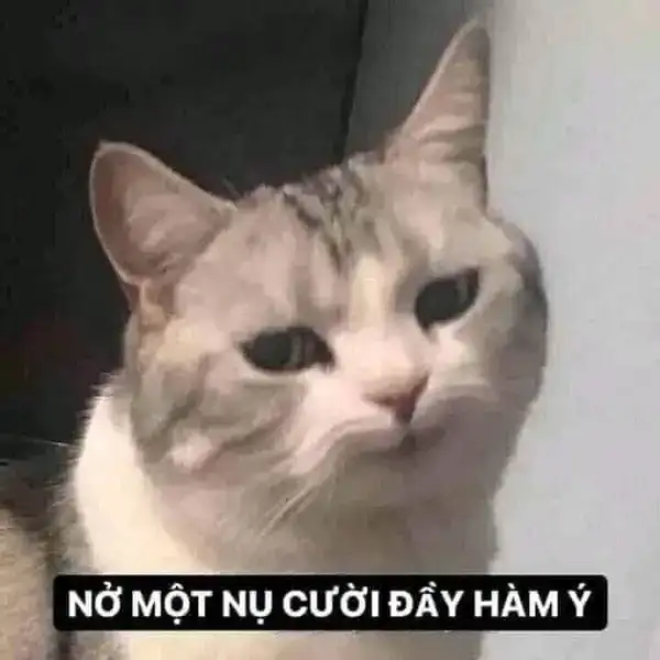meme mèo cười