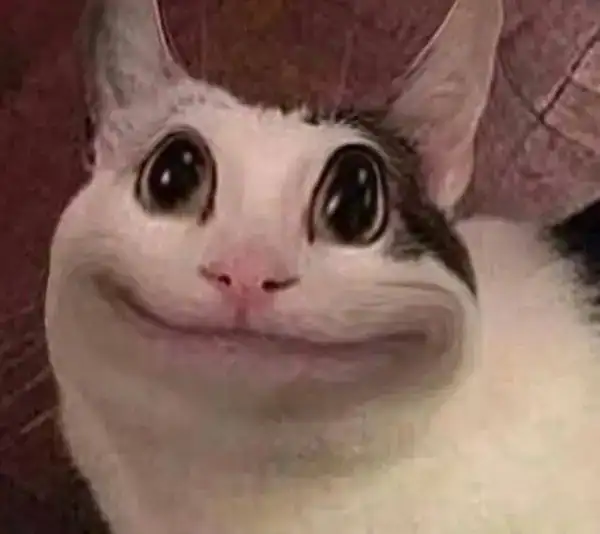 meme mèo cười