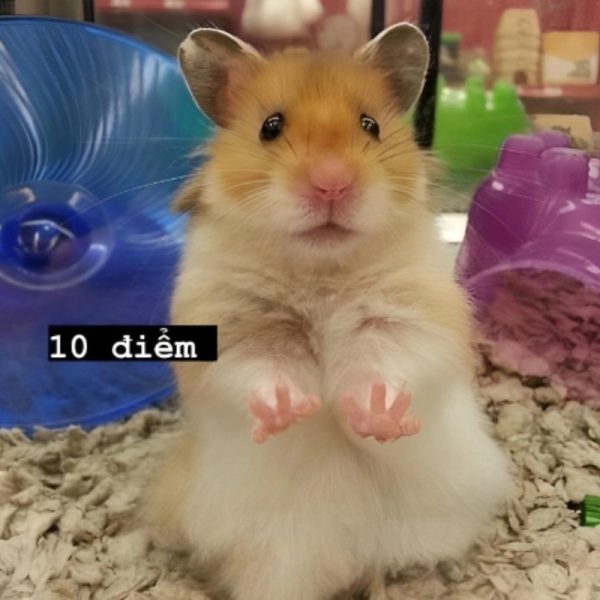 Meme con chuột hamster đáng yêu với biểu cảm vui nhộn