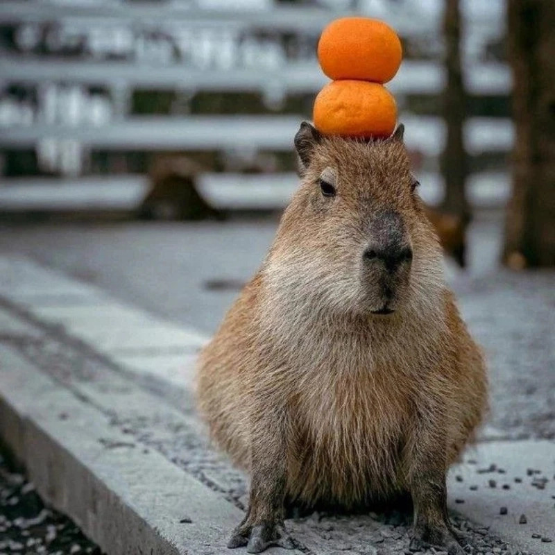 Meme con chuột lang nước (capybara) với biểu cảm buồn bã đáng yêu
