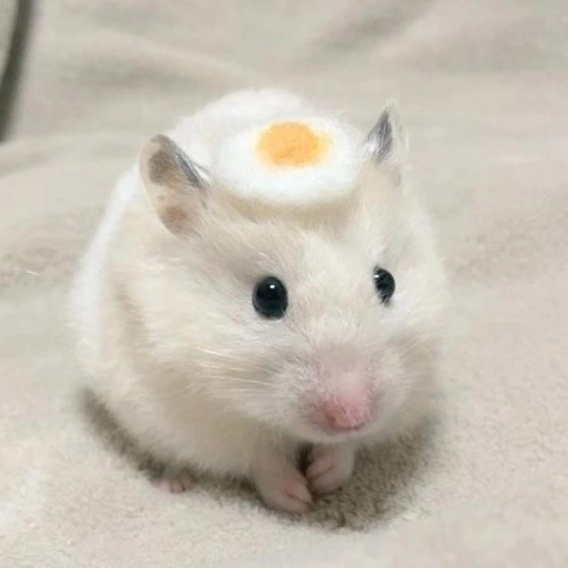 Meme con chuột với vẻ mặt ngạc nhiên đầy hài hước