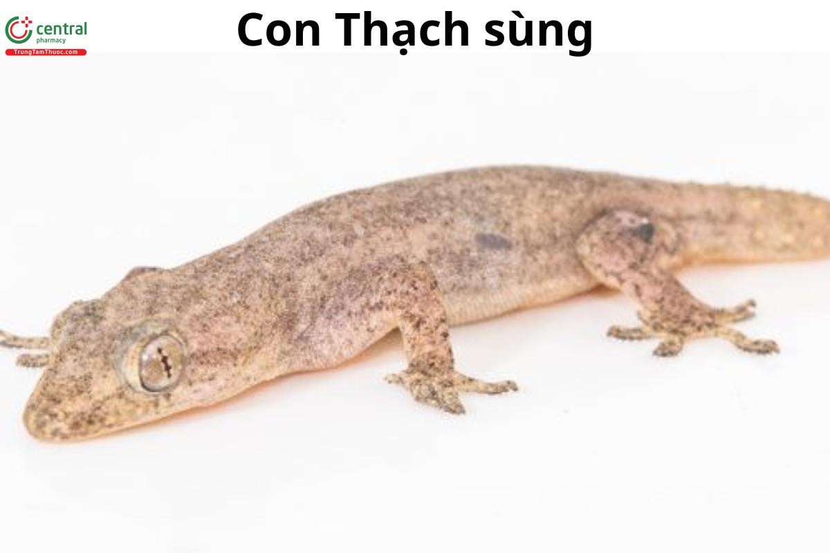 Hình ảnh con thạch sùng ban đêm đang săn mồi